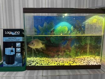Аквариум с рыбкой - цихлида (крупная) фильтр в подарок