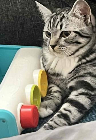 Котенок
