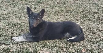 Подрощенная девочка ВЕО