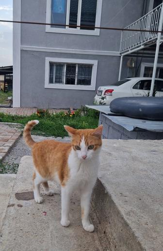 Отдам в добрые руки кошку