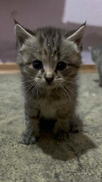 отдам котят
