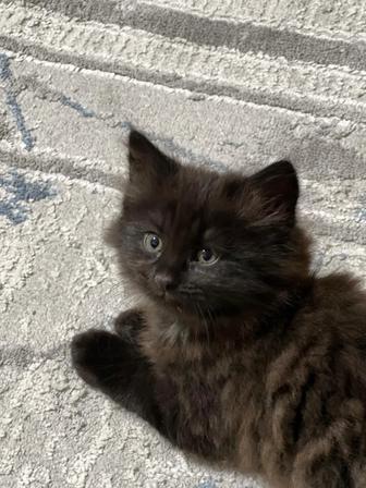 Милые котята, отдам в добрые руки