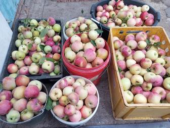 Продам зимние яблоки