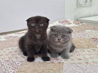 Продаются породистые котята Шотландцы