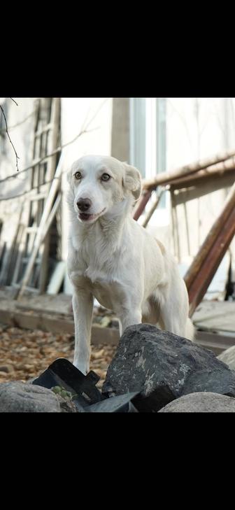 Отдам собаку в добрые руки