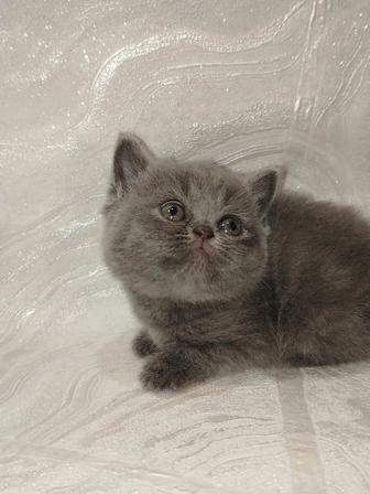 Британские котята