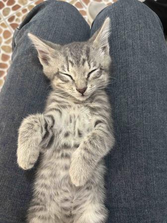 Отдаю котенка в добрые руки!