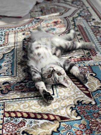 Отдам даром кота