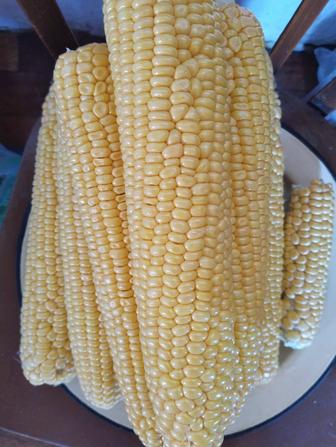 Продам домашнюю кукурузу