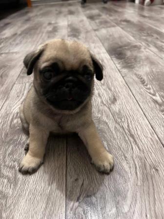 Продам щенков мопса.