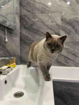 Отдам кота в хорошие руки