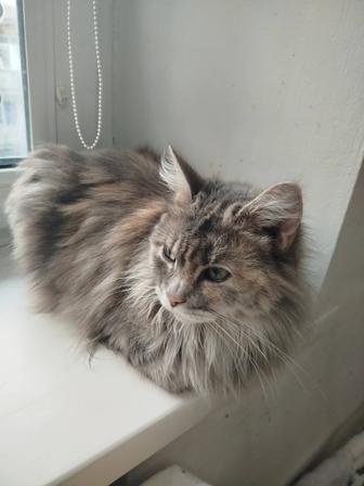 Кошечка в хорошие руки