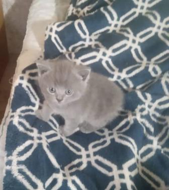 Продам Британских котят