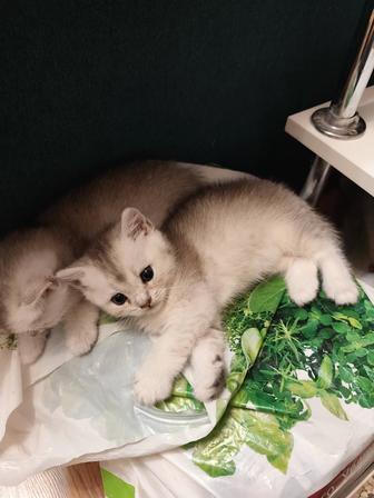 Котята британцы
