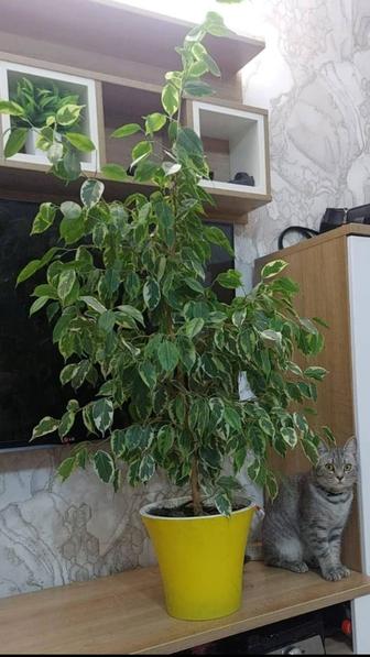 Продам комнатный цветок фикус Бенджамин высота 1,35 м