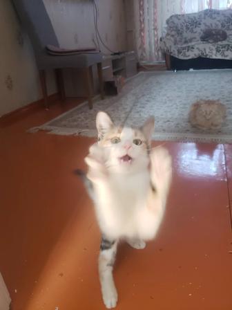 Очеравательного котенка