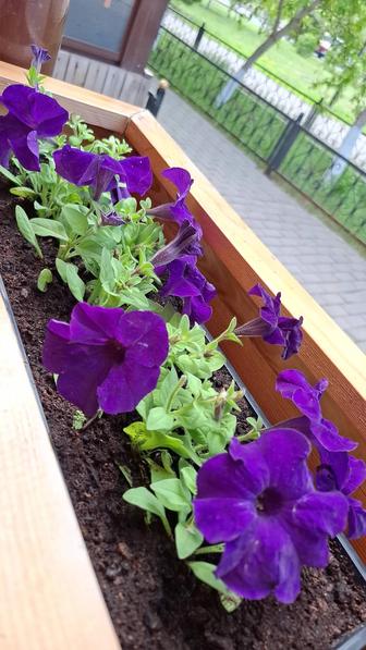 Петунии для вашего сада