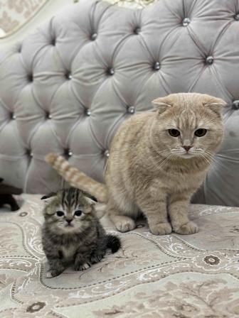 Шотландские котята