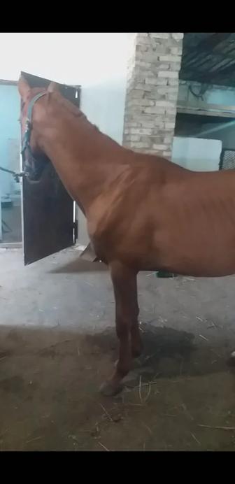 Продаю английскую кобылу, прямая дочь Баритона, 3 года