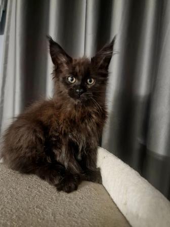 Мейн -Кун полидакт 6/6/6/6 black