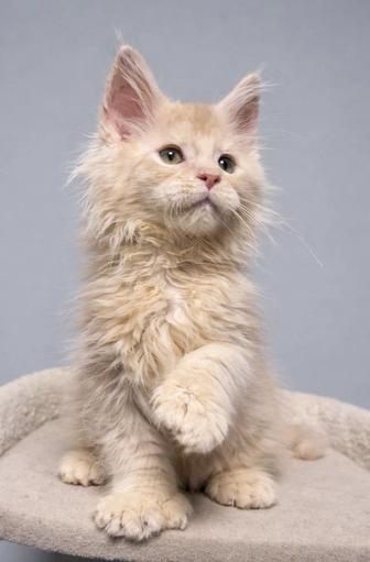 Мейн -Кун полидакт 6/6/6/6