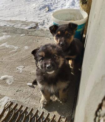 Продам щенок немецкий овчарка