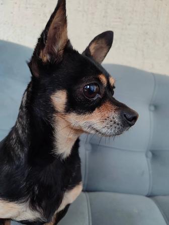 Чихуахуа мальчик в добрые руки