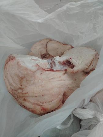 Продам курдюк