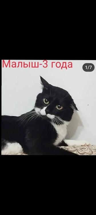 Котики в поиске дома. Срочно.