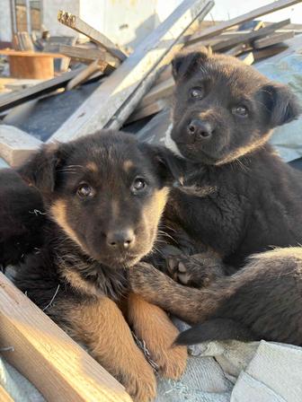 Щенки немецкой овчарки