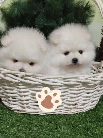 Шпицедетки