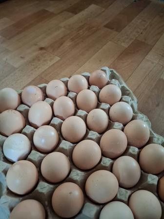 Сельхозптица