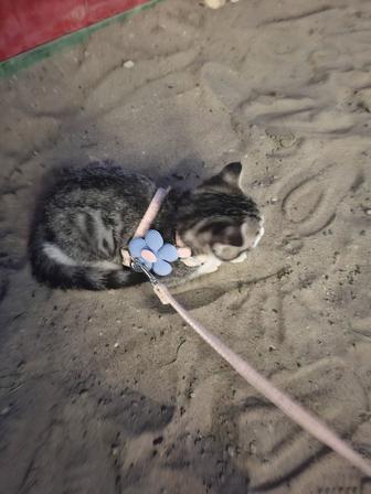 Котенок