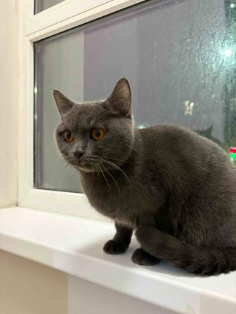 Отдам кошечку британку в добрые руки