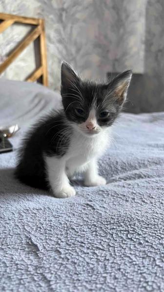 Отдам котят в добрые руки!