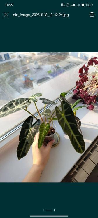 Продам алоказию, комнатные растения