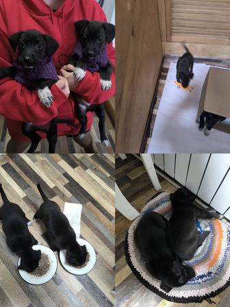 Пристройство щенков