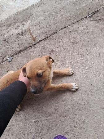 Отдам хорошего щенка