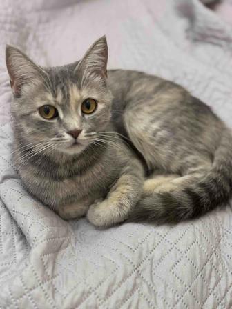 Отдам кошку