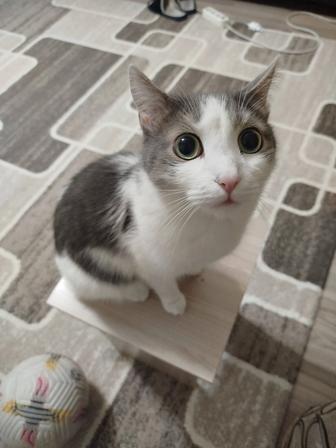 Отдам кота в хорошие руки