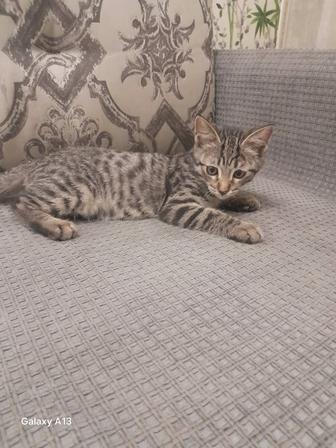 Котики в добрые руки