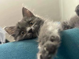 Отдадим добрые руки котенка