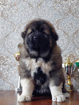 Продаются шикарные малыши кавказской овчарки