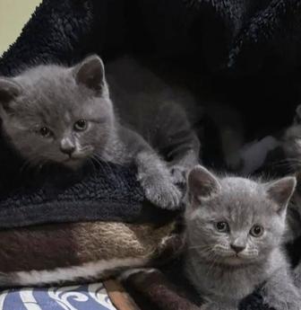 Шотландский мальчик