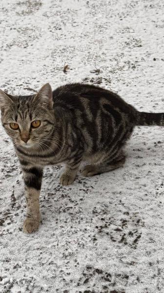 Кошечка табби мраморного окраса