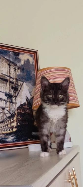 Отдам котенка в добрые руки