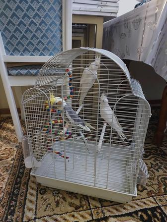Корела 3 штук клеткой, корм