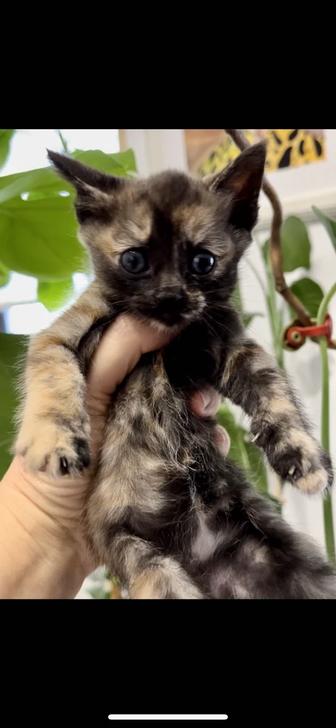 Отдам котенка в добрые руки