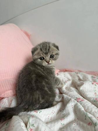 Котята породистые
