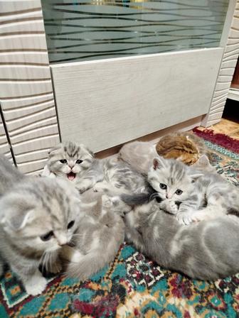 Котята породистые